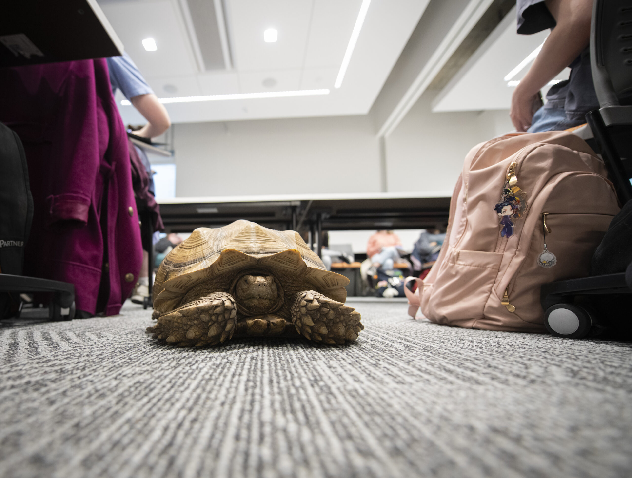 turtle walks on carpet in classroom