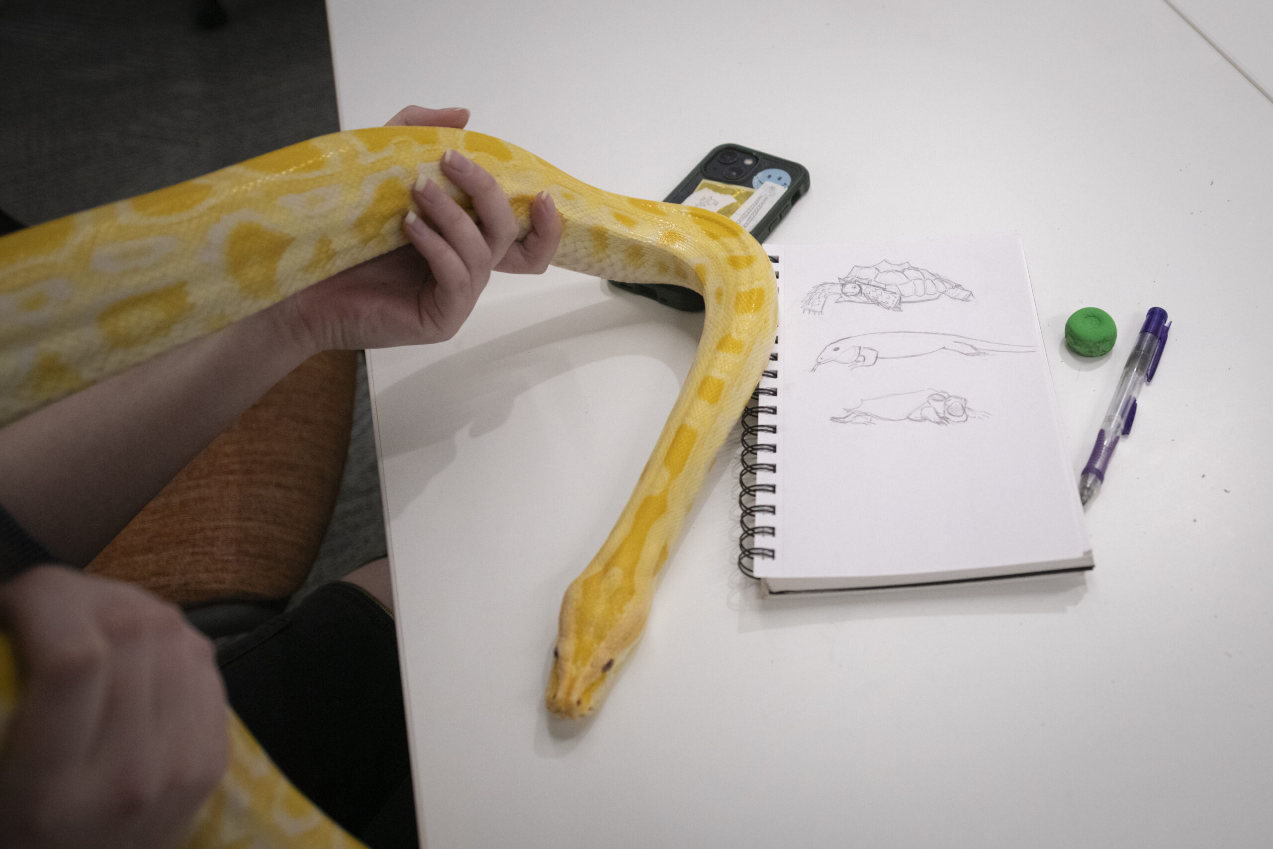 yellow snake and notebook with sketches on table