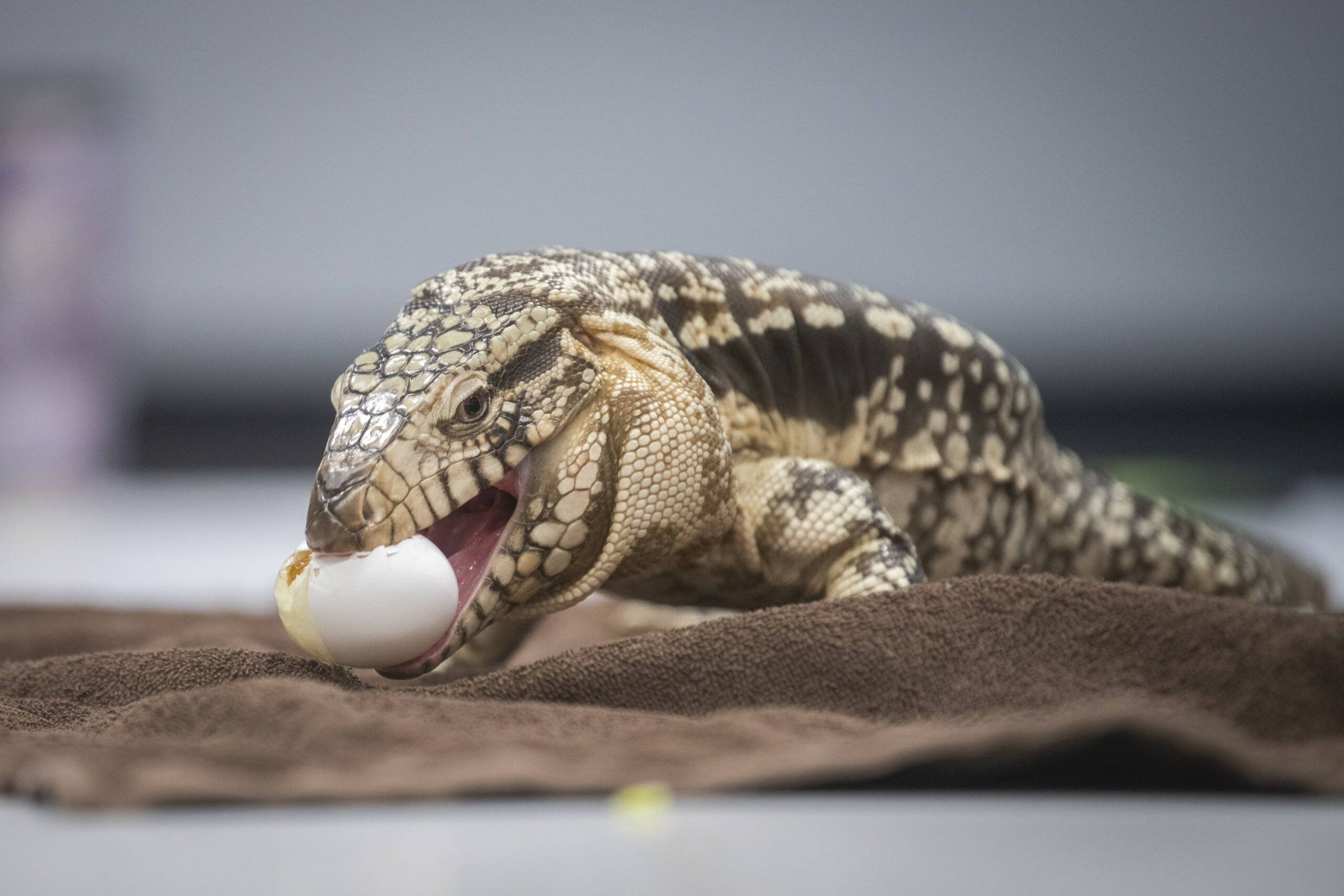 lizard on blanket eats egg