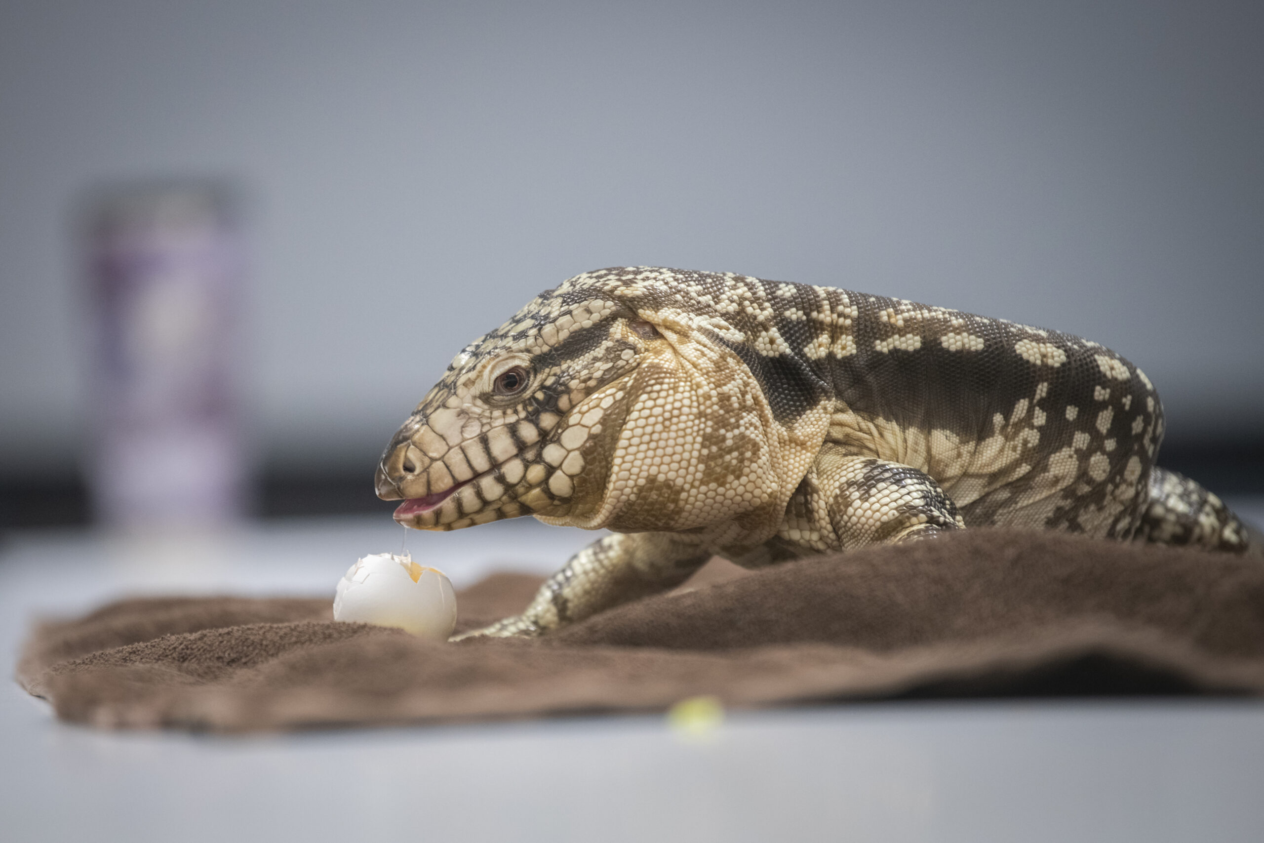 lizard on blanket eats egg