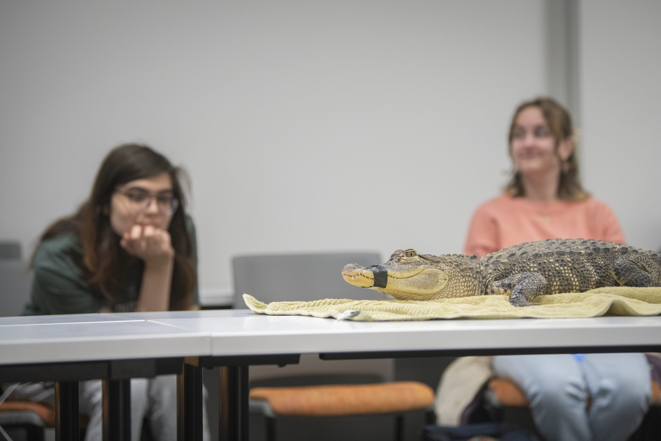 alligator on blanket on table