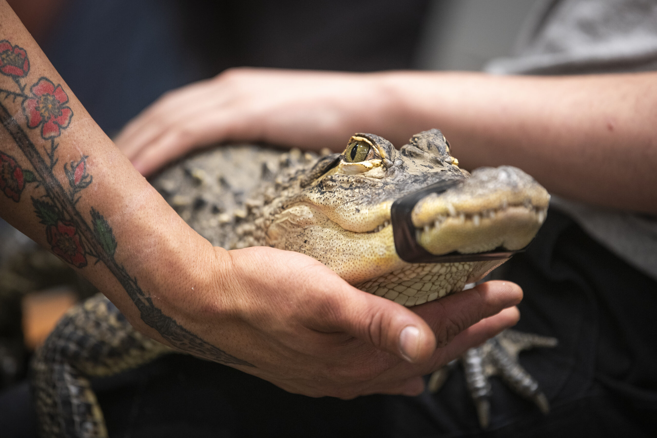 close-up of small alligator