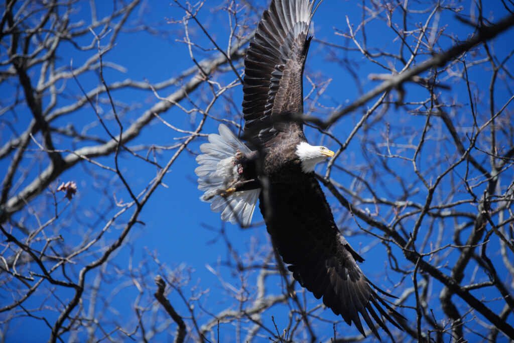 Bald eagle at Clark