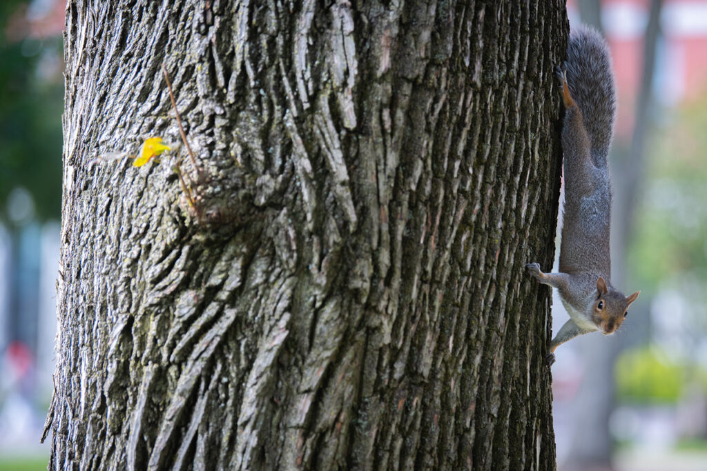 Squirrel on a tree at Clark University