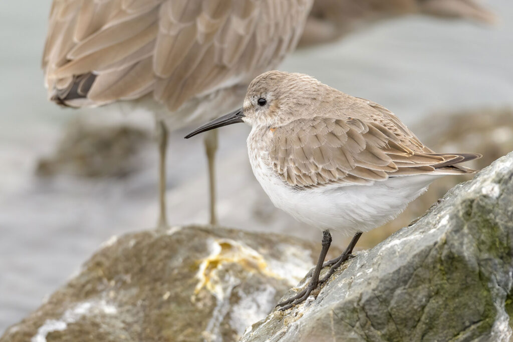 A dunlin at Mclaughlin Eastshore State Park in California. (Courtesy of Wikimedia Commons)