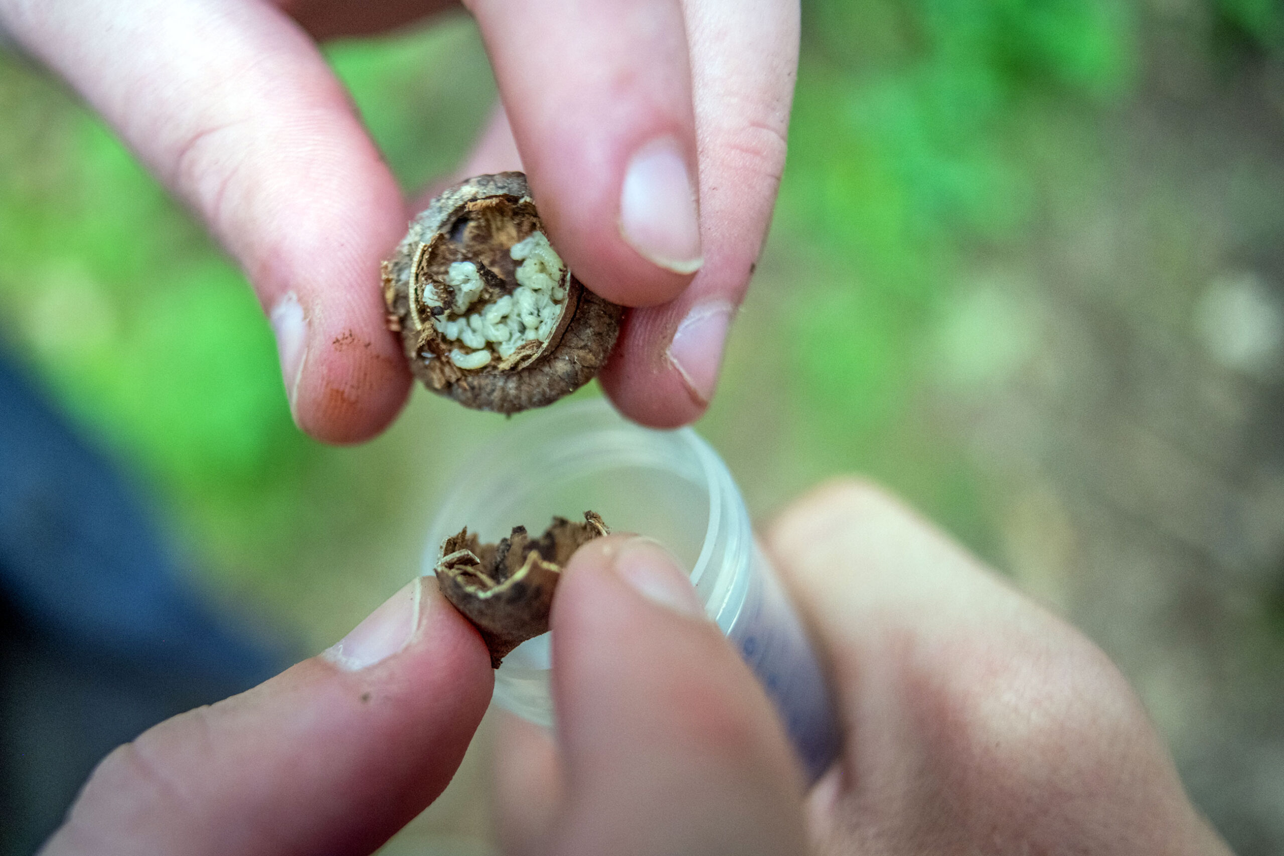 An entire colony of ants lives in an acorn