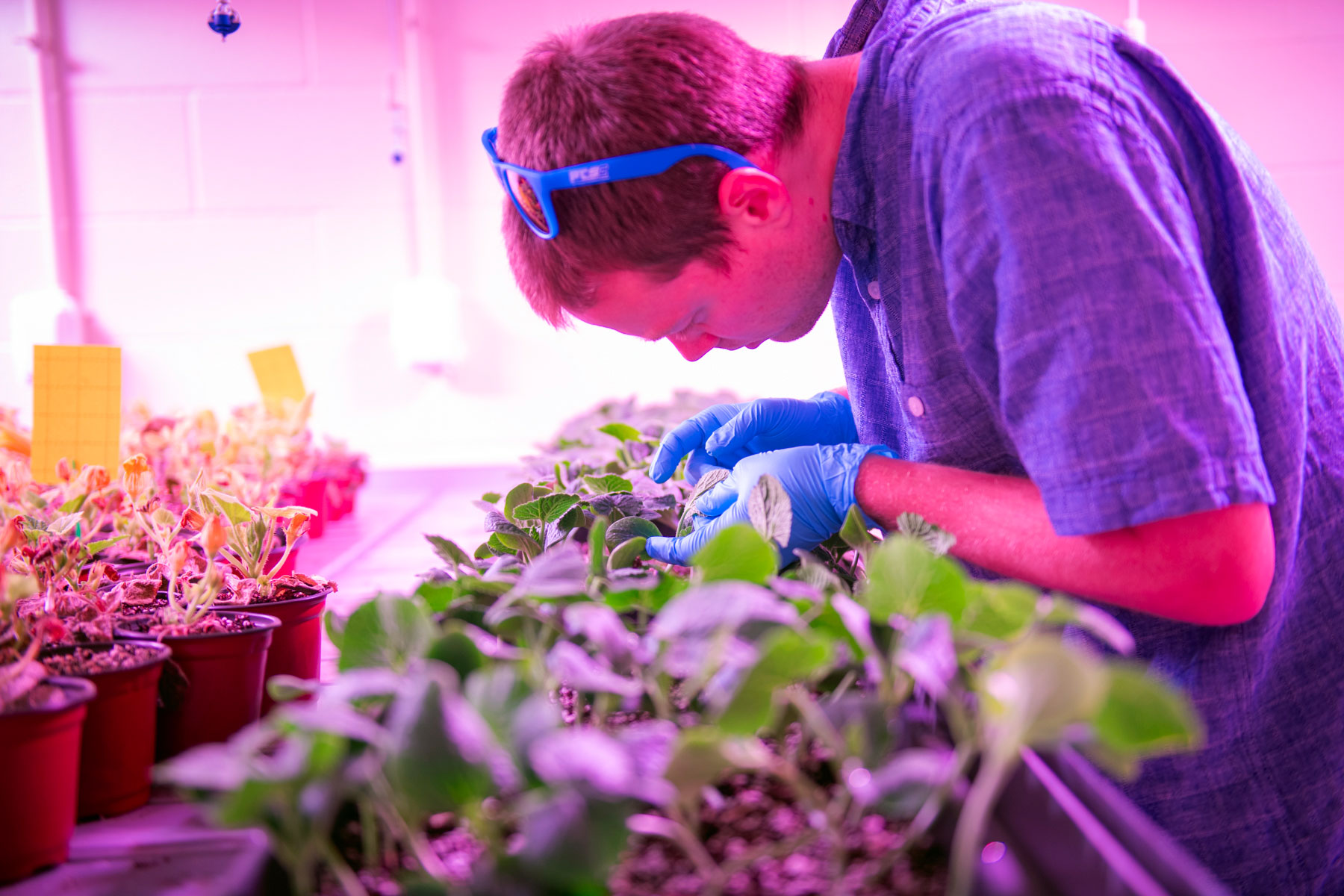 Ph.D. candidate Joseph Nelsen tends to zucchini plants in the EPIC lab.