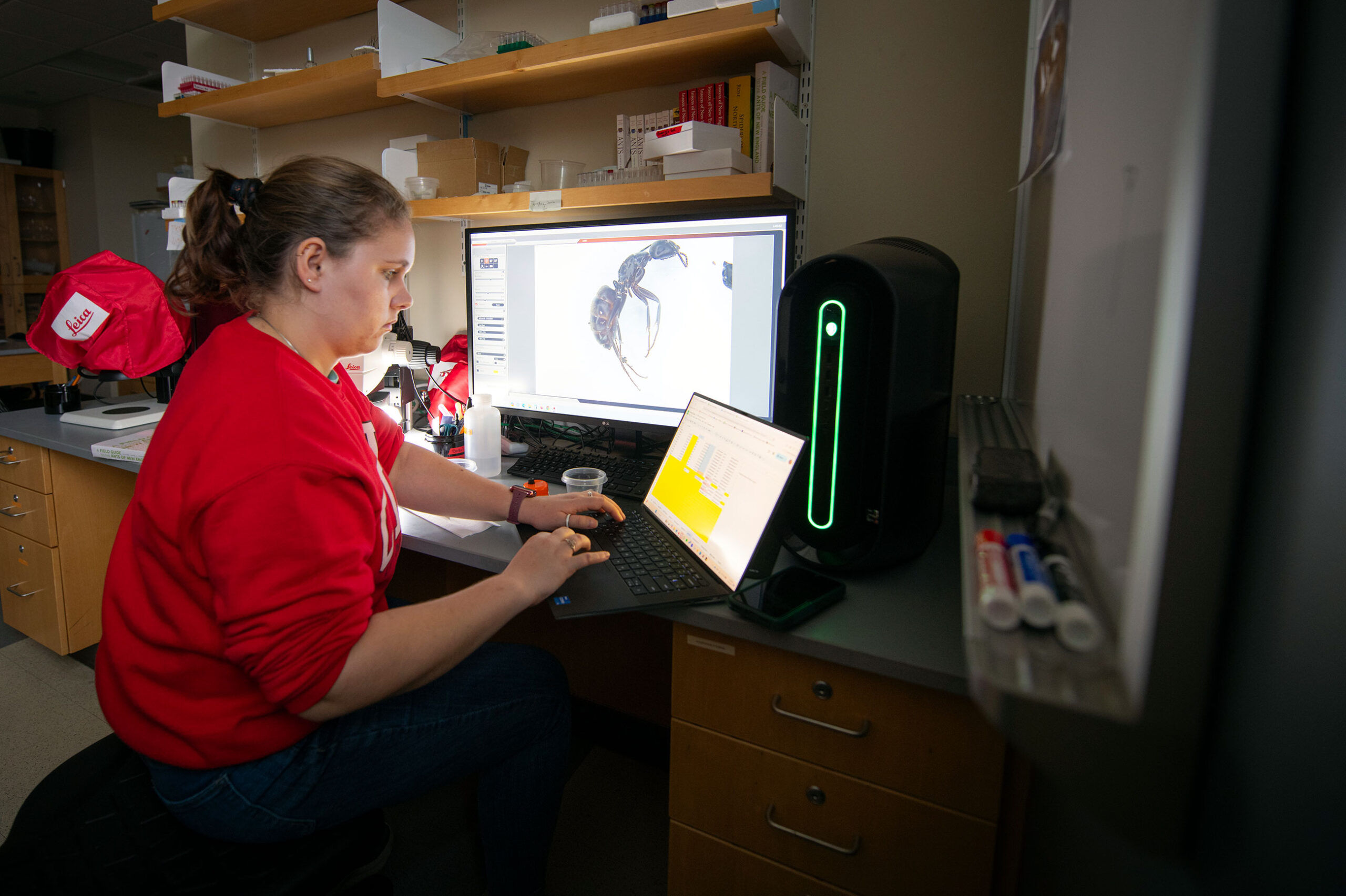 Doctoral student Daley O‘Keefe studies the spread of European fire ants.