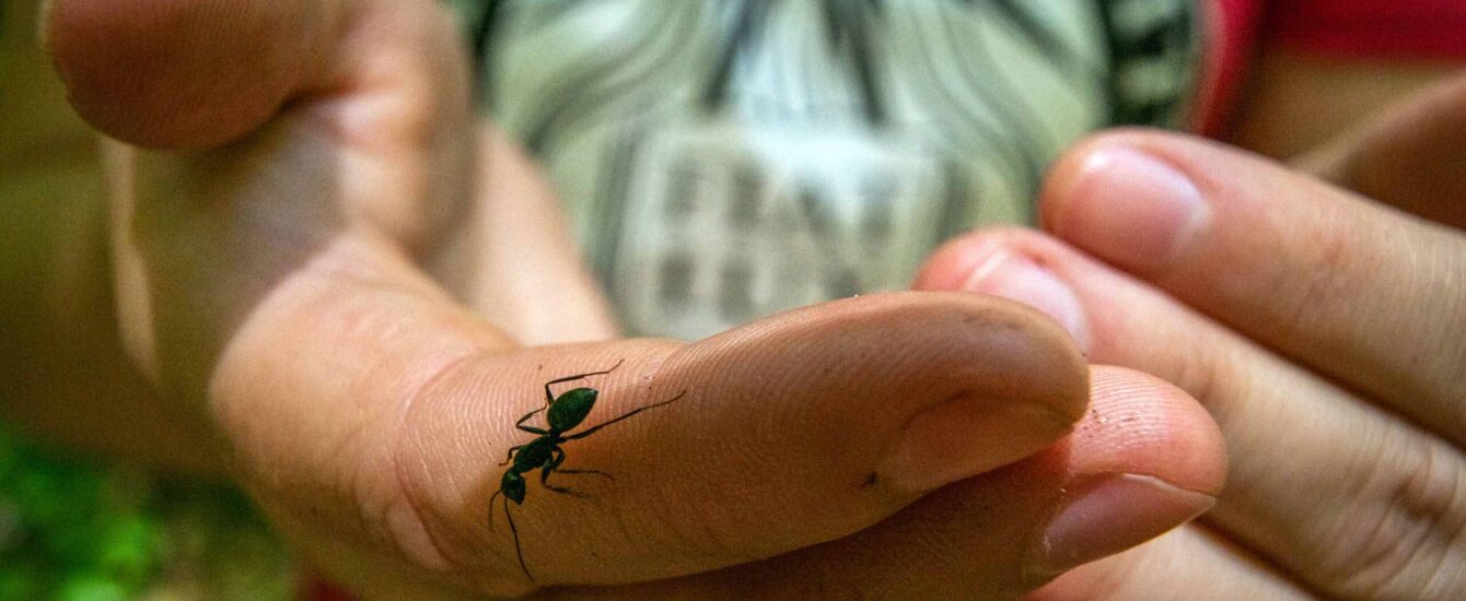 Ant on a researcher's finger