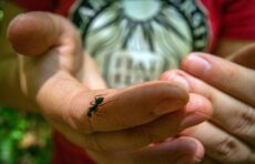 Ant on a researcher's finger