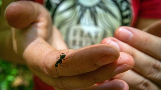 Ant on a researcher's finger